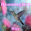 Hummingbird Hits